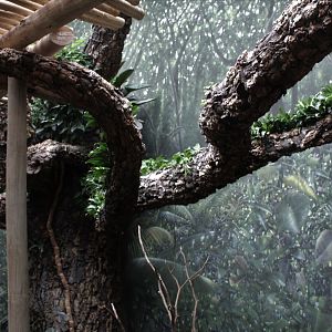 WOB 50th - Tropical African Forest Walkthrough