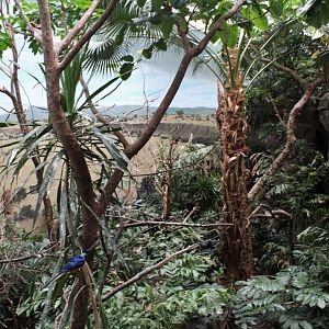 WOB 50th - Tropical African Forest Walkthrough