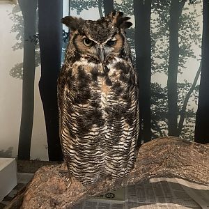 Great Horned Owl (blind in one eye)