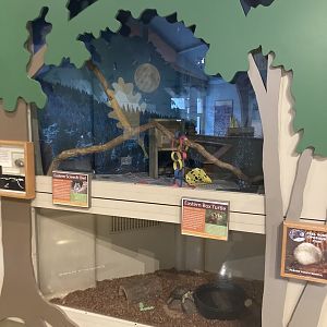 Eastern Screech Owl and Eastern Box Turtle Exhibits