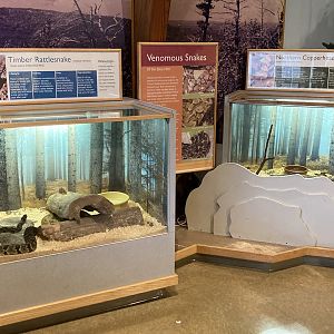 Northern Copperhead and Timber Rattlesnake Exhibits
