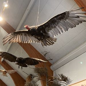 Taxidermy birds hanging from ceiling
