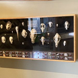 Skulls of North American animals