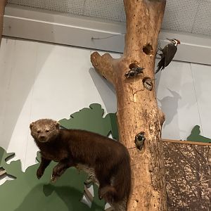 Taxidermy Fisher with Woodpeckers