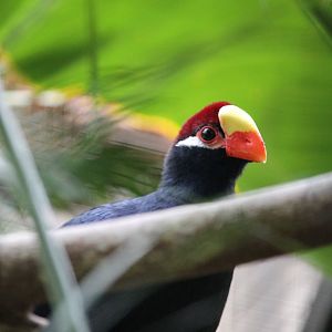 Violaceous Turaco (Musophaga violacea)