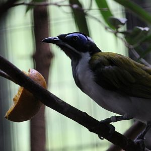 Blue-faced Honeyeater (Entomyzon cyanotis)