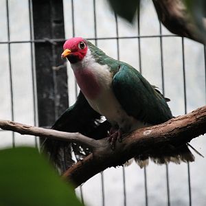 Jambu Fruit Dove (Ramphiculus jambu)