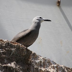 Grey Gull (Leucophaeus modestus)