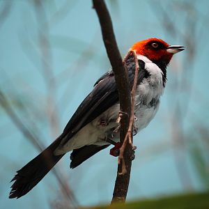 Red-capped Cardinal (Paroaria gularis)