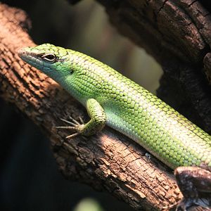 Philippine Tree Skink (Lamprolepis smaragdina)