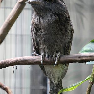 Tawny Frogmouth (Podargus strigoides)
