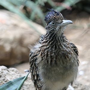 Greater Roadrunner (Geococcyx californianus)