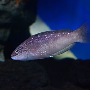 Bambooleaf wrasse (Pseudolabrus sieboldi)