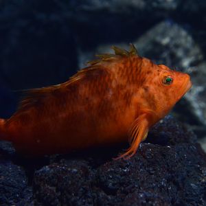 Yellow hawkfish (Cirrhitichthys aureus)