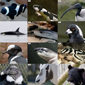 Christmas Photo Puzzle 2022