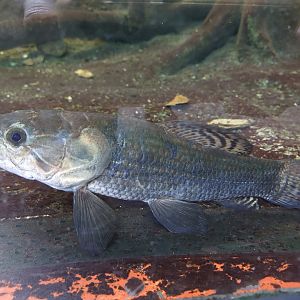 Unknown fish in S-American tank