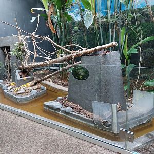 Leaf cutter ant exhibit