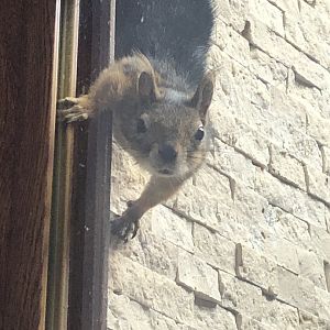 Caucasian squirrel from Karatay Muicipal zoo