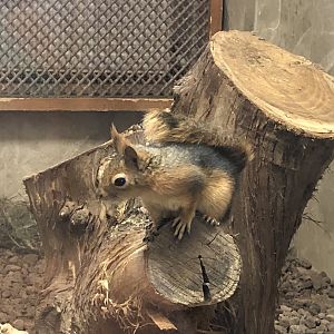 Caucasian squirrel from Karatay Municipal Zoo