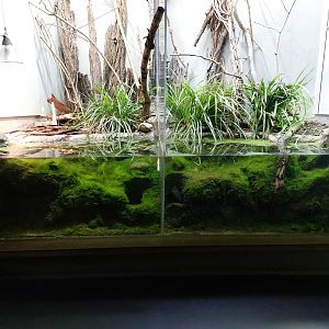 European vivarium - frog tanks