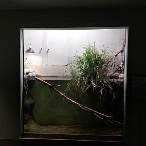 European vivarium - frog tank
