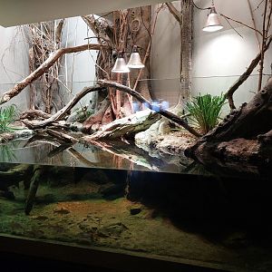 European vivarium - pond turtles