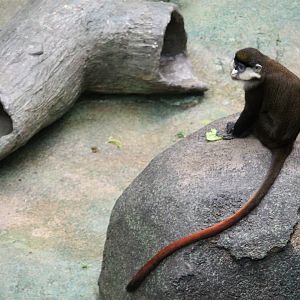 Schmidt’s Red-tailed Guenon (Cercopithecus ascanius schmidti)