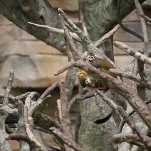 Squirrel Monkeys (Saimiri sciureus)