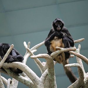Black-handed Spider Monkeys (Ateles geoffroyi)