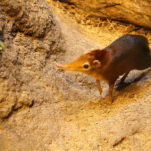 Black and Rufous Giant Elephant Shrew (Rhynchocyon petersi)