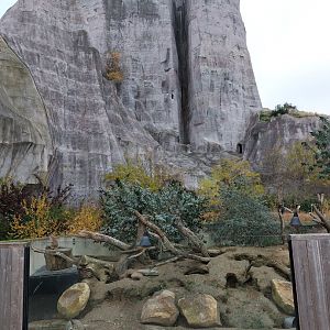 Meerkat & bat-eared fox exhibit
