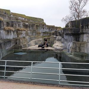 Sea lion & fur seal separation