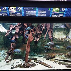 Malagasy cichlid display