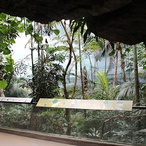 WOB 50th - Tropical American Forest Walkthrough