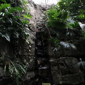 WOB 50th - Tropical American Forest Walkthrough