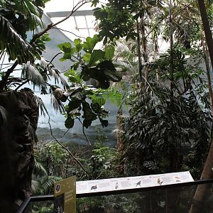 WOB 50th - Tropical American Forest Walkthrough