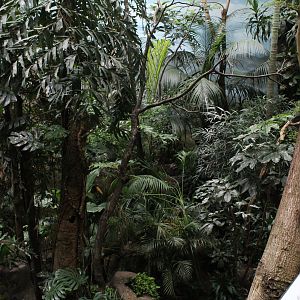 WOB 50th - Tropical American Forest Walkthrough