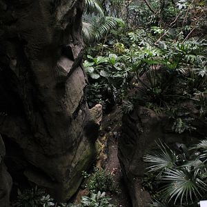 WOB 50th - Tropical American Forest Walkthrough