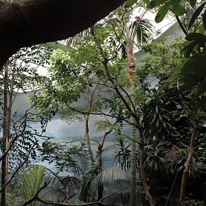 WOB 50th - Tropical American Forest Walkthrough