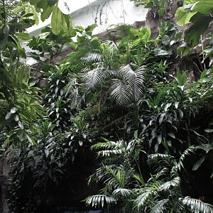 WOB 50th - Tropical American Forest Walkthrough