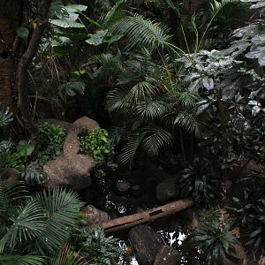 WOB 50th - Tropical American Forest Walkthrough