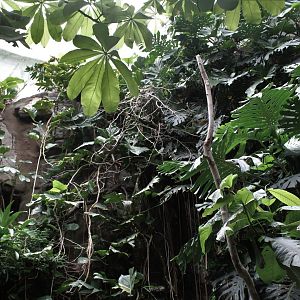 WOB 50th - Tropical American Forest Walkthrough