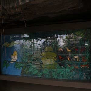 WOB 50th - Layers of the Rainforets