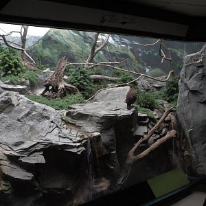 WOB 50th - Montane Exhibit