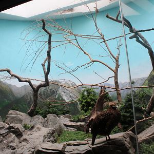 WOB 50th - Montane Exhibit