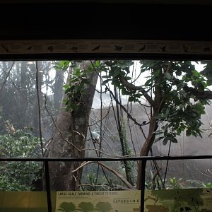 WOB 50th - Asian Forest #2 Second-Floor Viewing