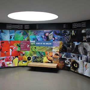 WOB 50th - Gems of the Amazon Display