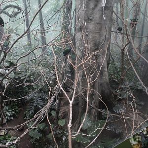 WOB 50th - Asian Forest #1