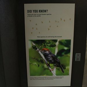 WOB 50th - More Bird Species