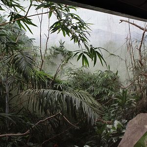 WOB 50th - Turkey/Chachalaca/Aracari/Cock-of-the-Rock Exhibit